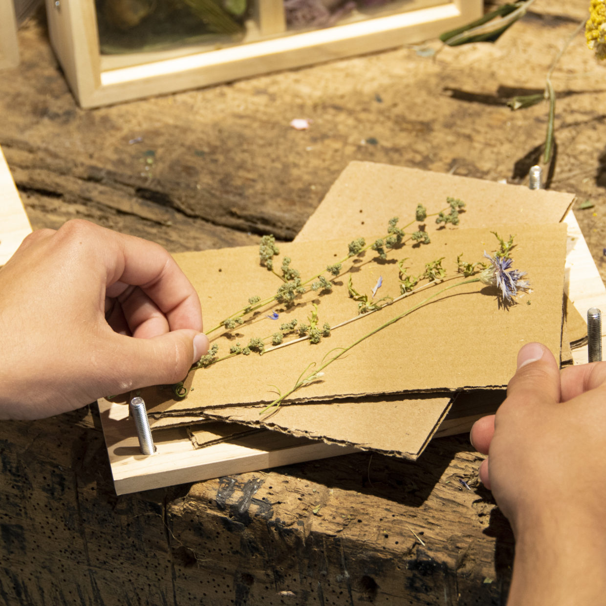 Puriri Lane | Flower & Herb Press