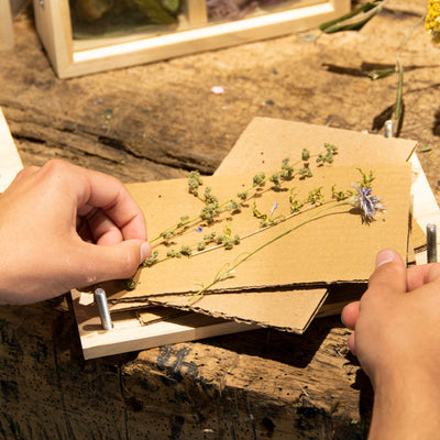 Puriri Lane | Flower & Herb Press