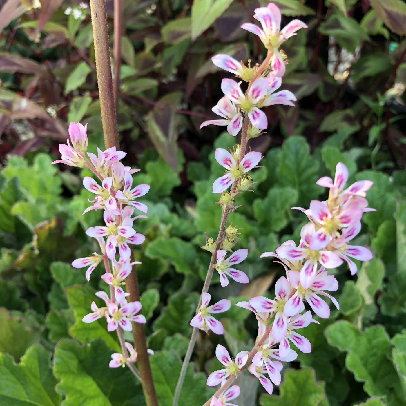 Puriri Lane | Francoa ramosa