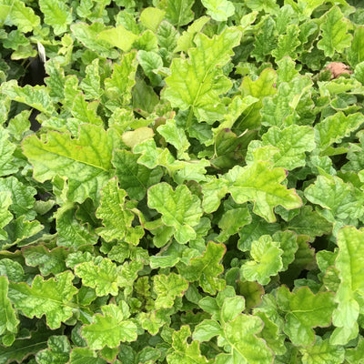 Puriri Lane | Francoa ramosa