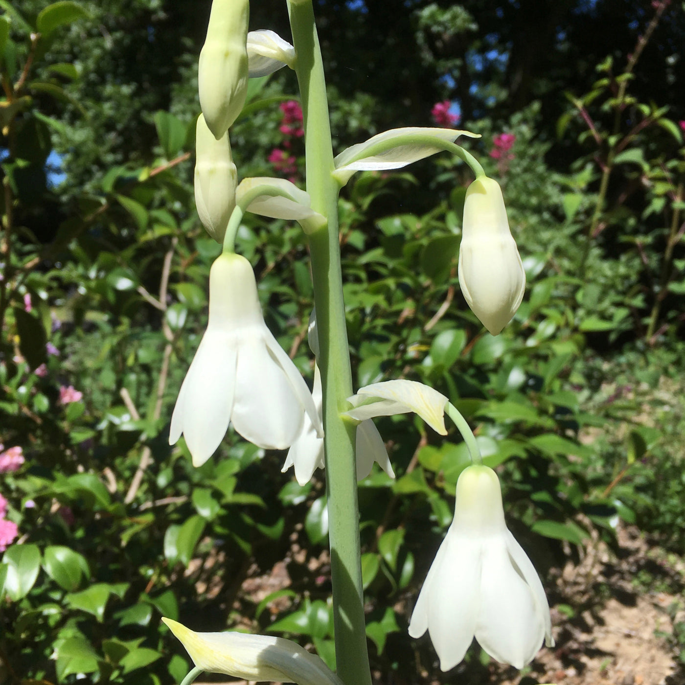 Puriri Lane | Galtonia candicans