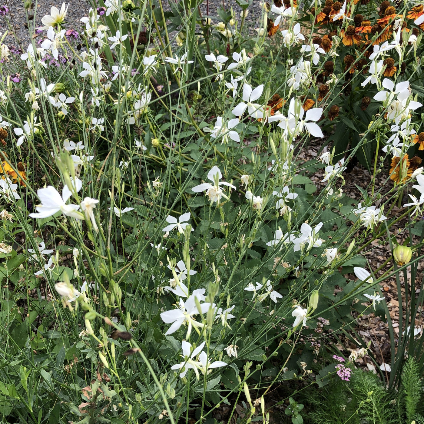 Gaura lindheimeri | Cool Breeze