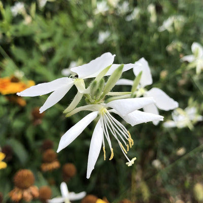 Puriri Lane | Gaura Lindheimeri | Sparkle White