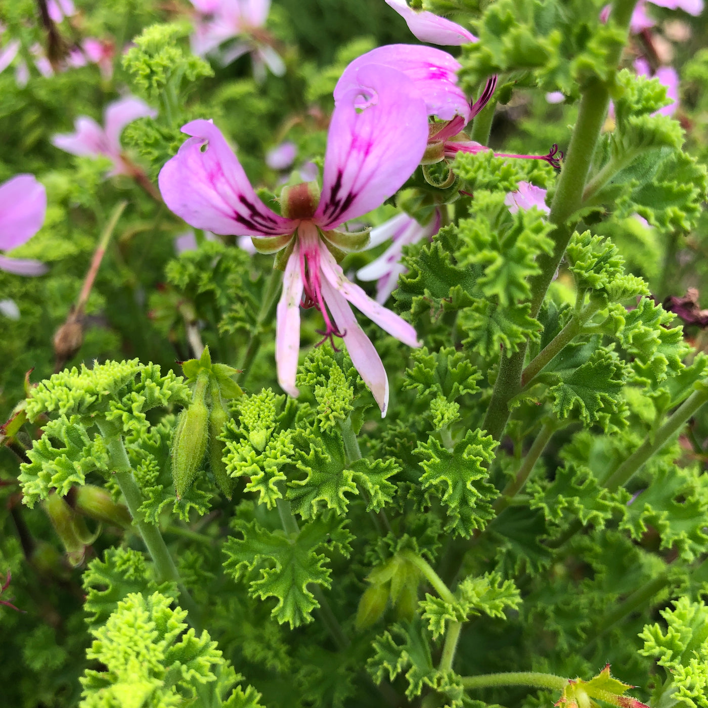 Puriri Lane | Pelargonium crispum | Lemon Scented