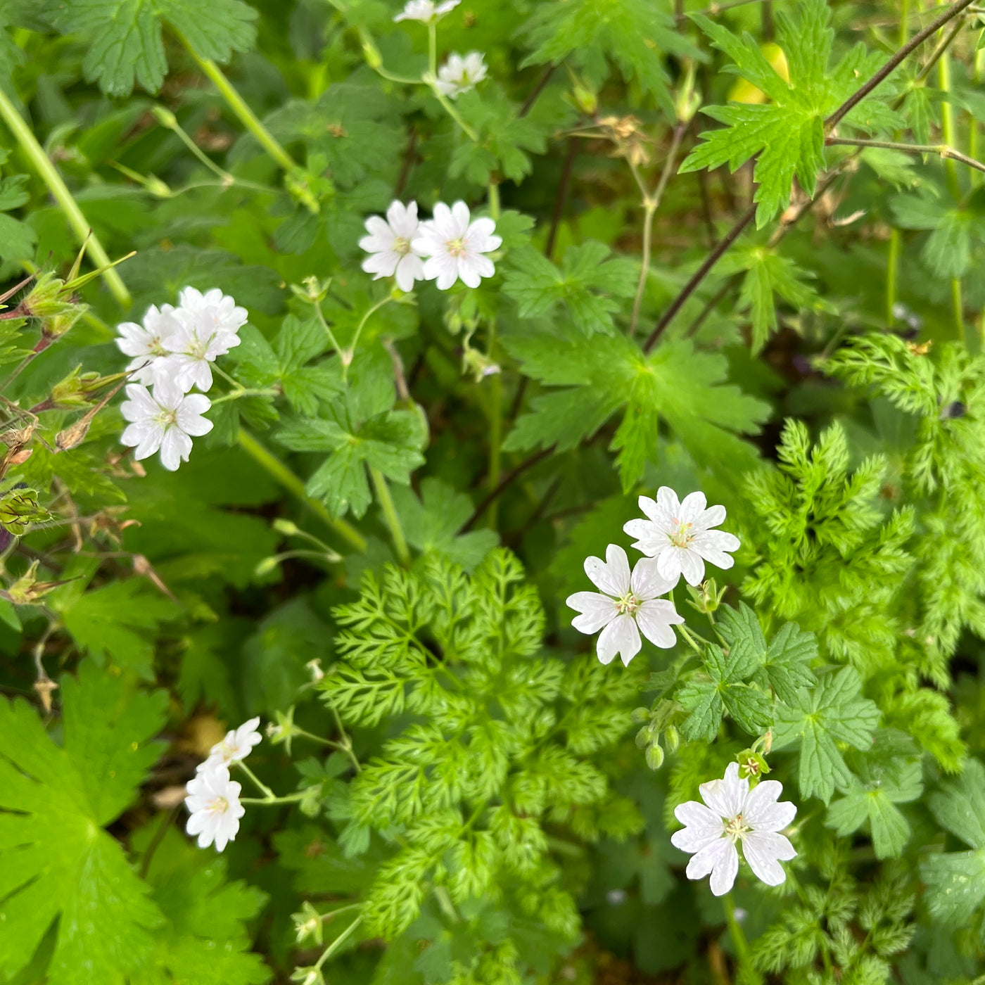 Puriri Lane | Geranium pyrenaicum | Summer Snow