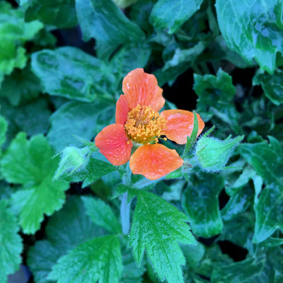 Puriri Lane | Geum coccineum |  Borsii