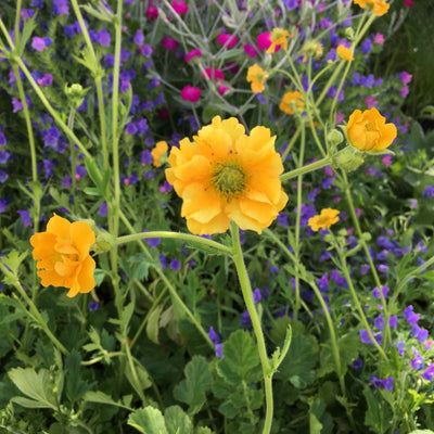 Puriri Lane | Geum chiloense | Lady Stratheden