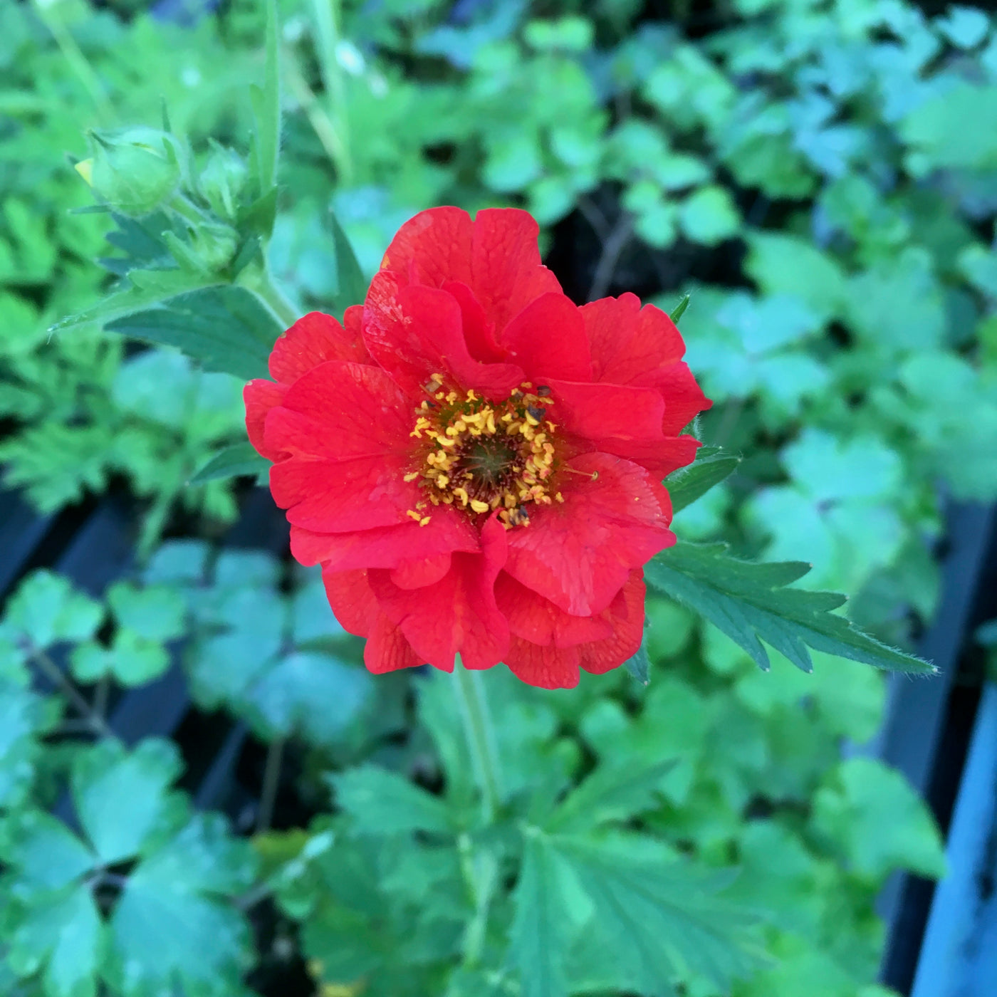 Puriri Lane | Geum  |  Mrs Bradshaw