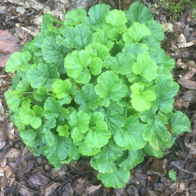 Puriri Lane | Geum rivale | Alba