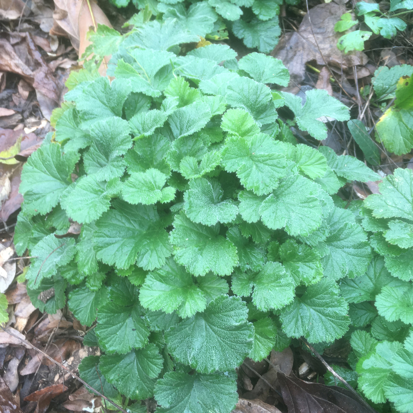 Puriri Lane | Geum rivale | Alba