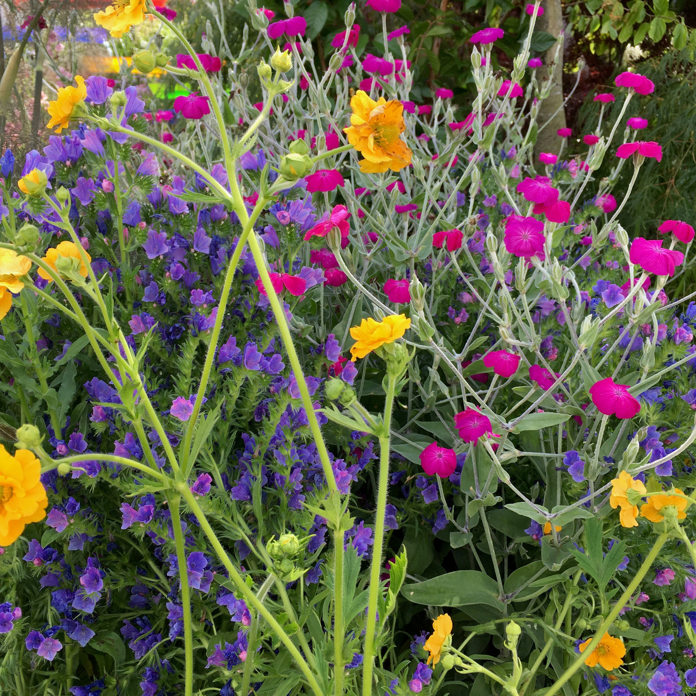 Puriri Lane | Geum chiloense | Lady Stratheden