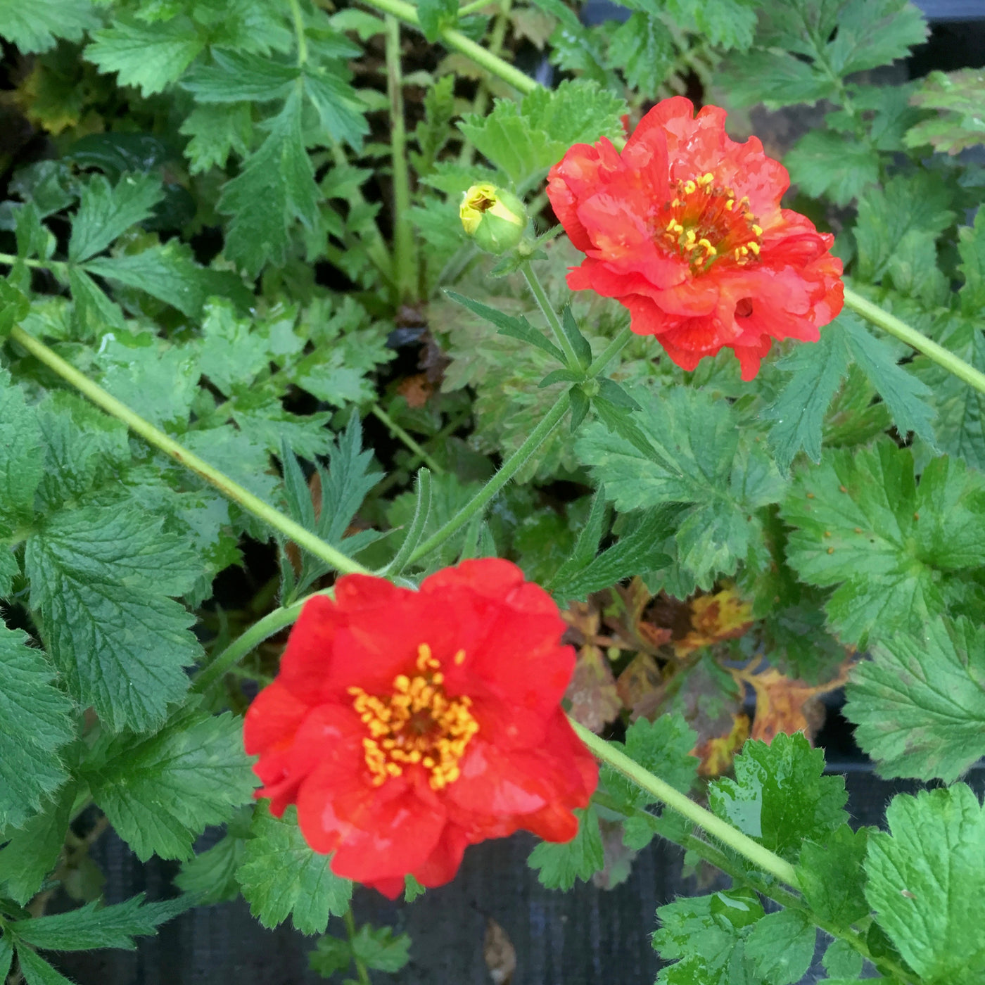 Puriri Lane | Geum | Mrs Bradshaw