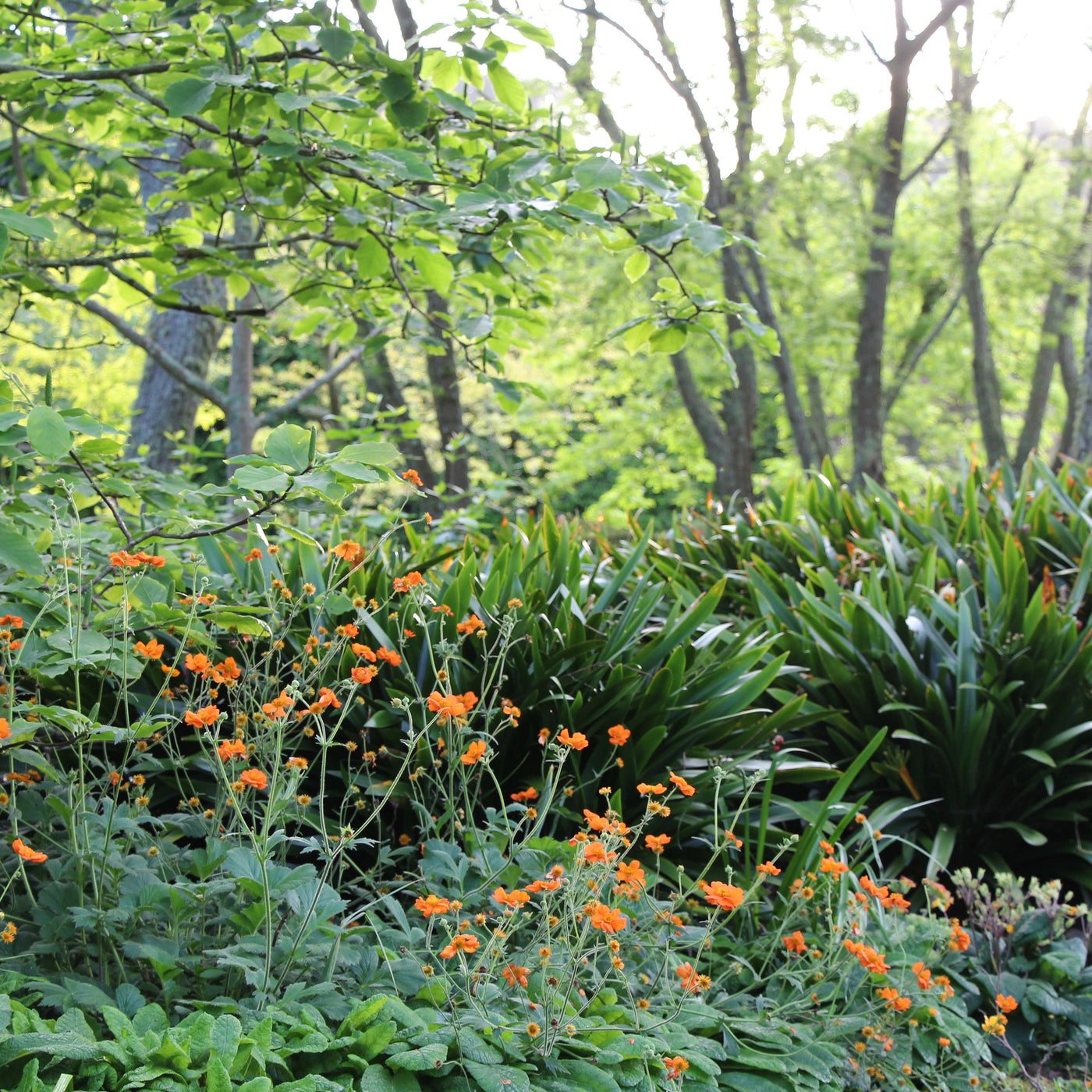 Puriri Lane |Geum Princes Juliana