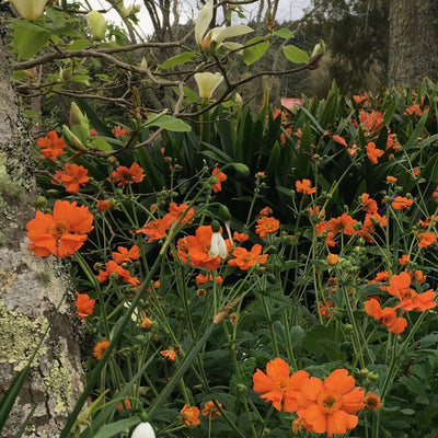 Puriri Lane | Geum | Princess Juliana