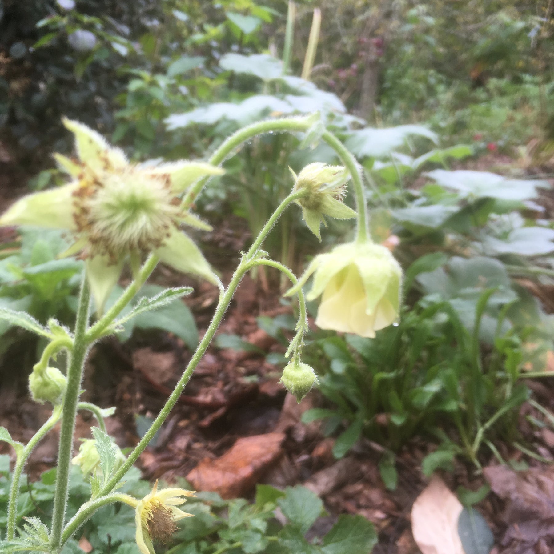 Geum rivale | Alba – Addenbrooke