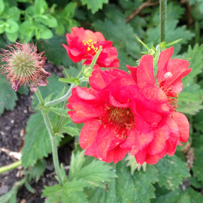 Puriri Lane | Geum  |  Mrs Bradshaw