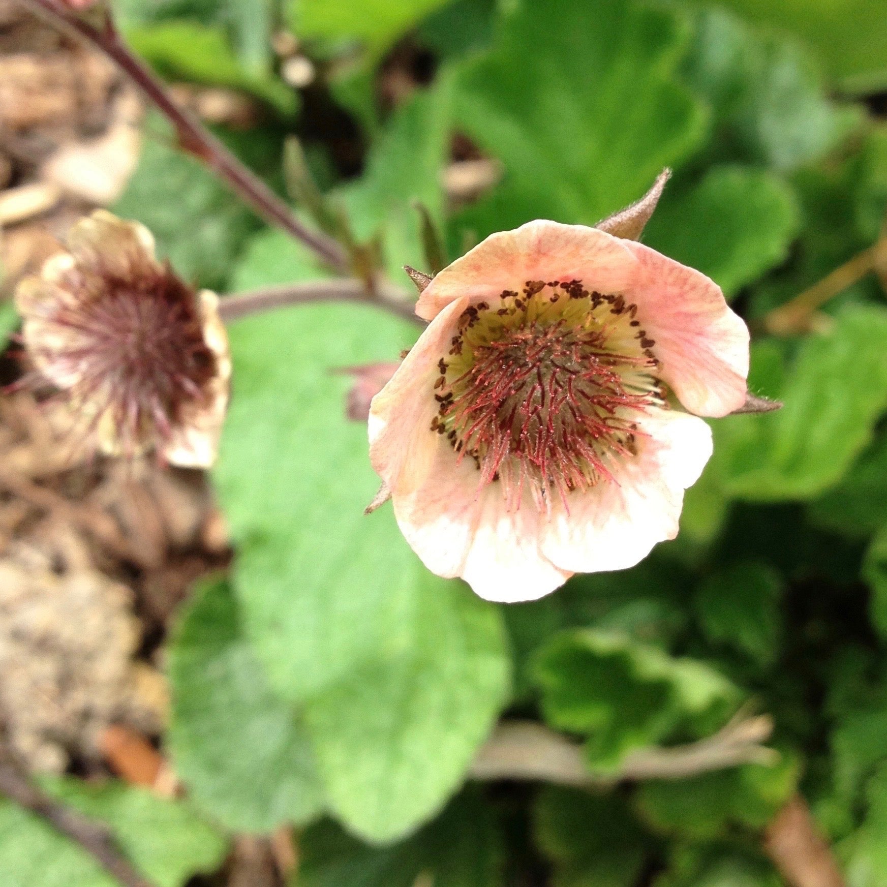 Geum rivale | Peach – Addenbrooke