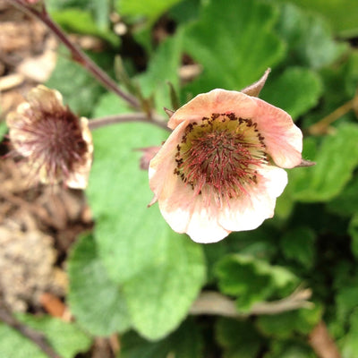 Puriri Lane | Geum rivale | Peach