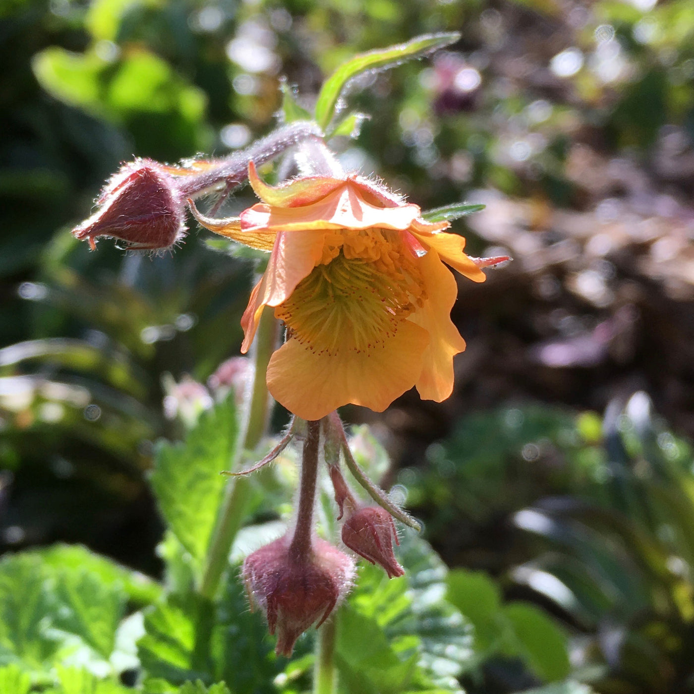 Puriri Lane | Geum rivale | Rusty Young