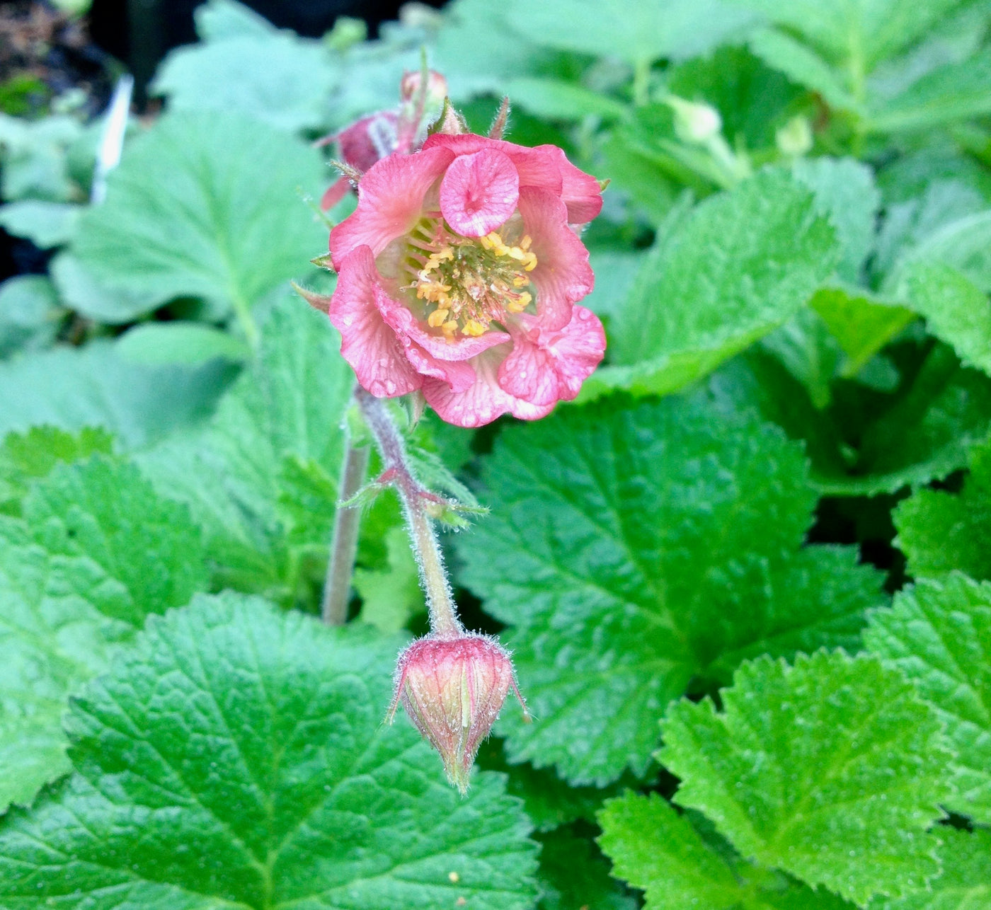 Puriri Lane | Geum rivale | Rosea