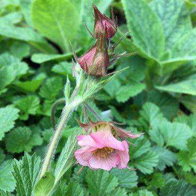 Puriri Lane | Geum rivale | Rosea