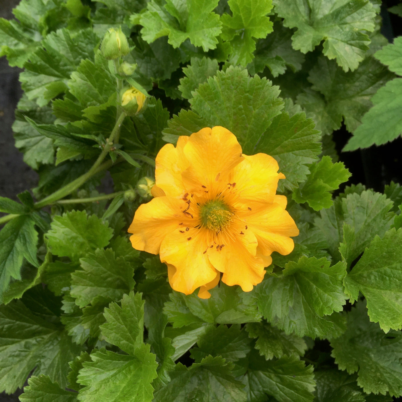 Puriri Lane | Geum chiloense | Lady Stratheden
