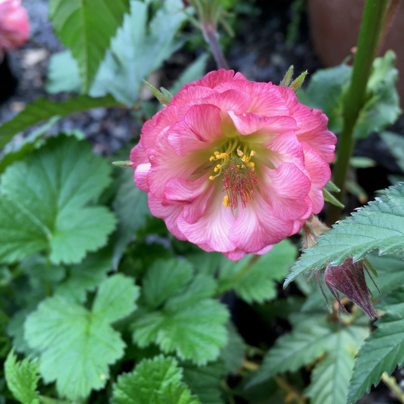 Puriri Lane | Geum rivale | Rosea