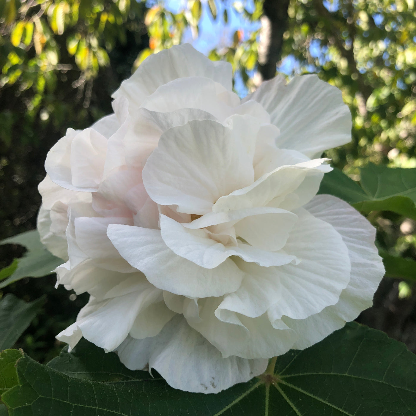 Puriri Lane HIbiscus mutablis | Confederate Rose