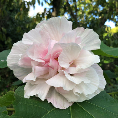 Puriri Lane HIbiscus mutablis | Confederate Rose