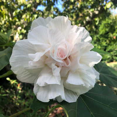 Puriri Lane HIbiscus mutablis | Confederate Rose