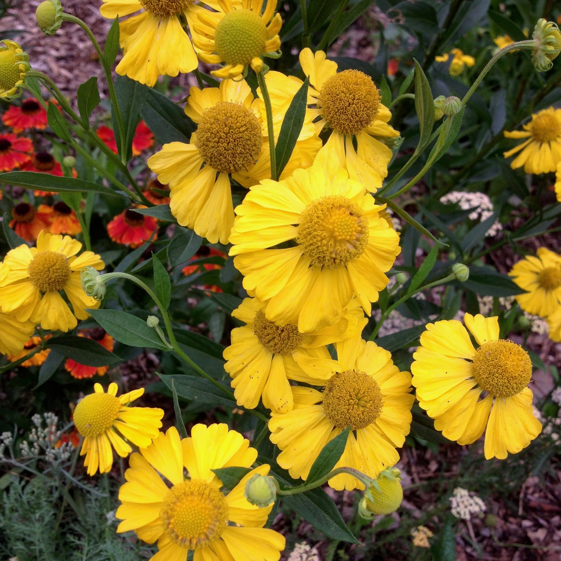 Helenium | Butterpat – Addenbrooke