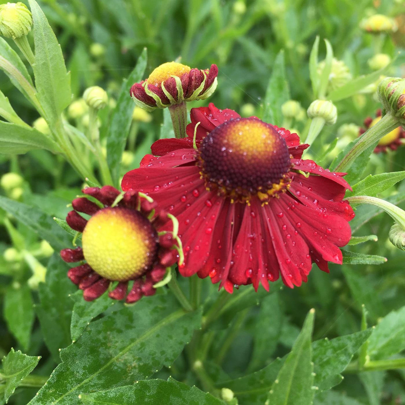 Puriri Lane | Helenium | Lord of Flanders