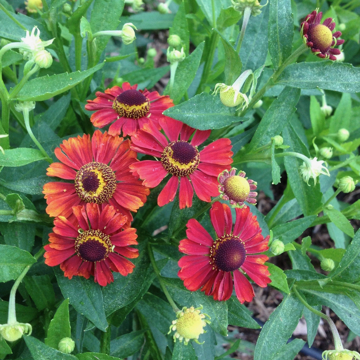 Puriri Lane | Helenium | Lord of Flanders