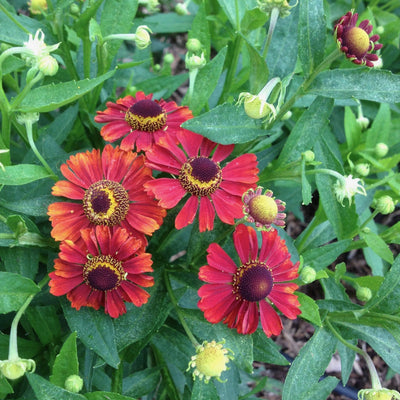 Puriri Lane | Helenium | Lord of Flanders