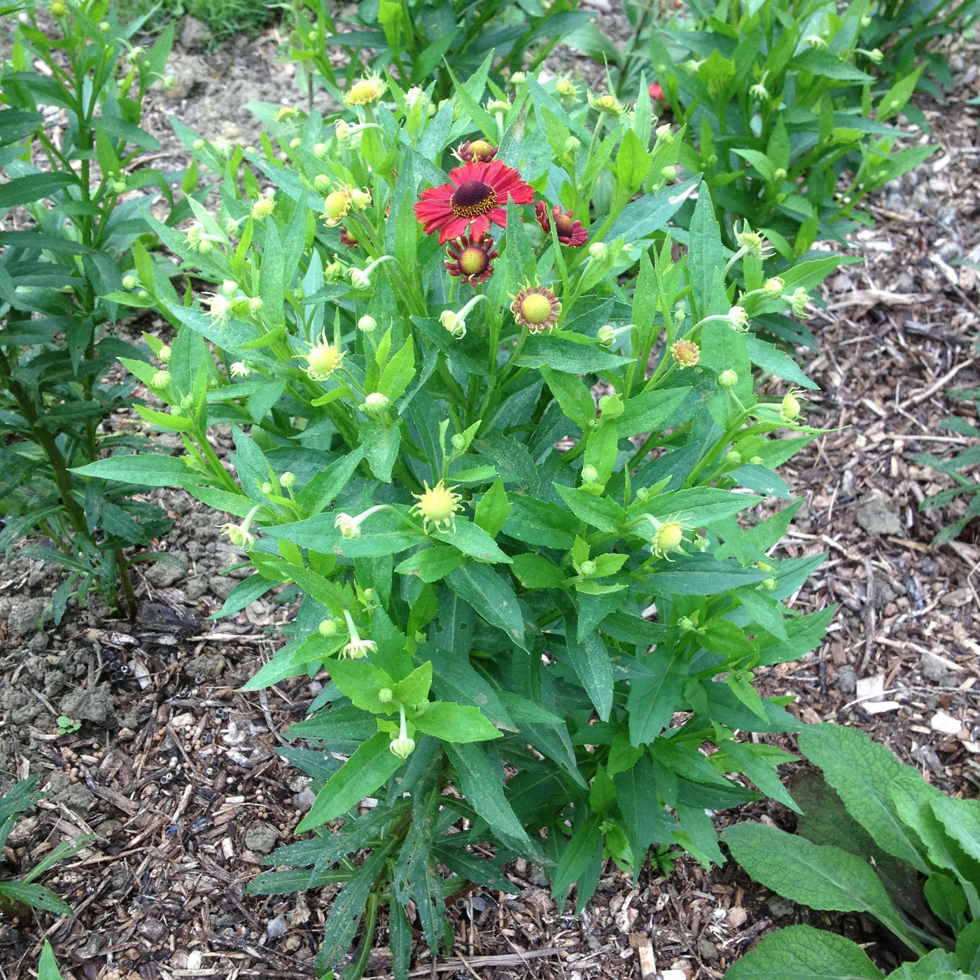 Puriri Lane | Helenium | Lord of Flanders