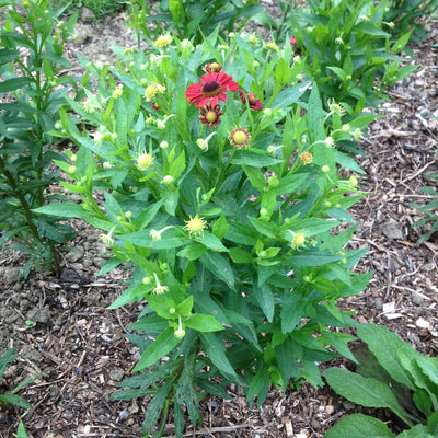Puriri Lane | Helenium | Lord of Flanders