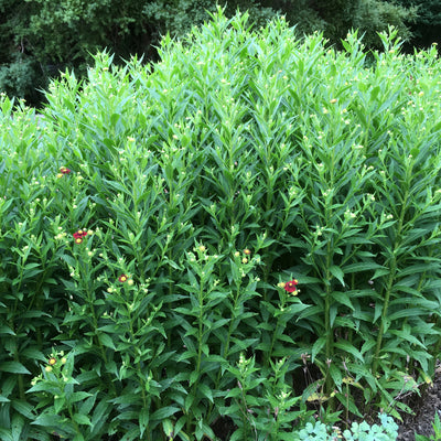 Puriri Lane | Helenium | Lord of Flanders