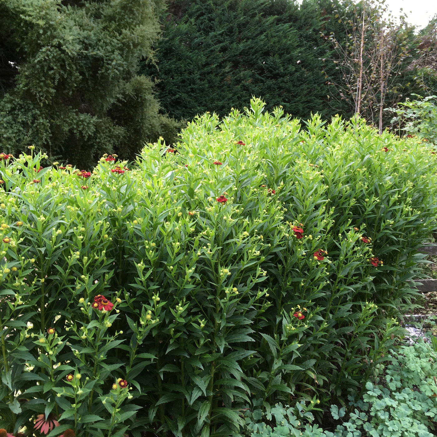 Helenium Lord of Flanders