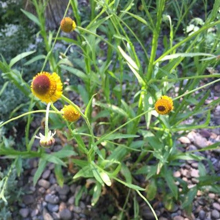 Helenium puberulum