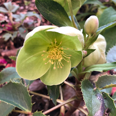 Puriri Lane | Helleborous corsicus