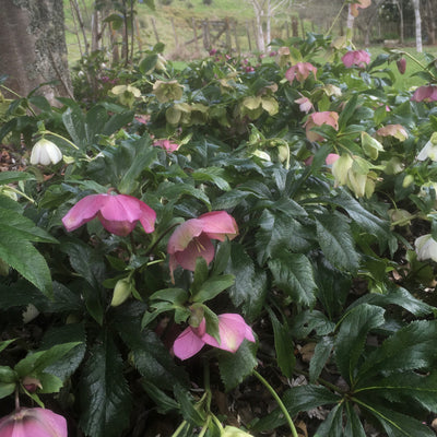 Puriri Lane | Helleborous orientalis