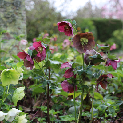 Puriri Lane | Helleborous orientalis
