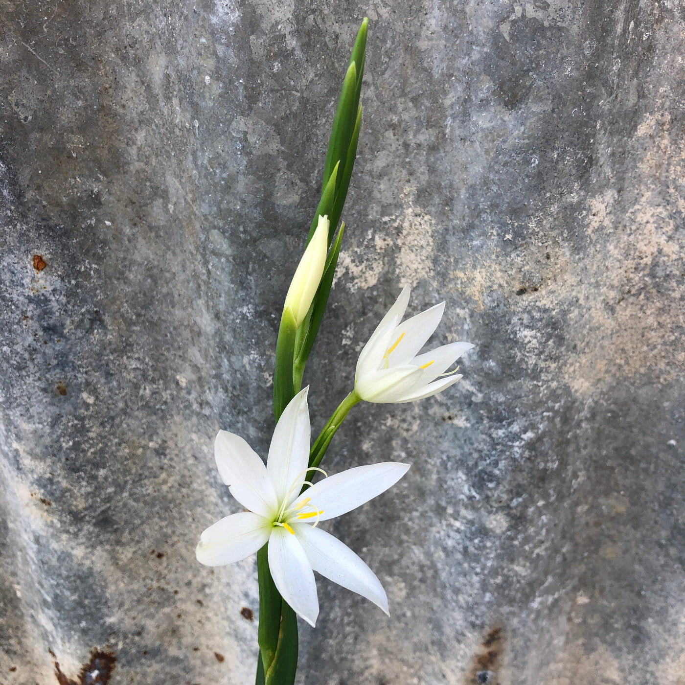Puriri Lane | Hesperantha coccinea | Alba