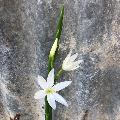 Puriri Lane | Hesperantha coccinea | Alba
