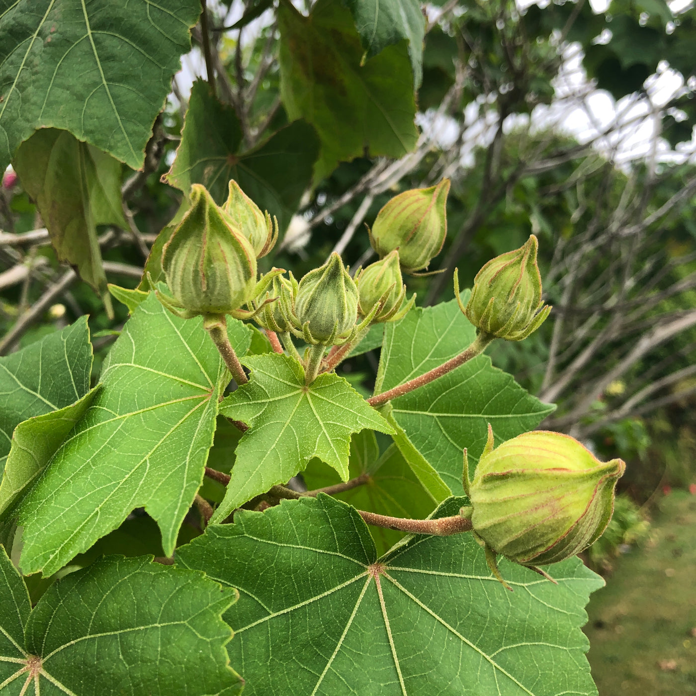 Puriri Lane HIbiscus mutablis | Confederate Rose