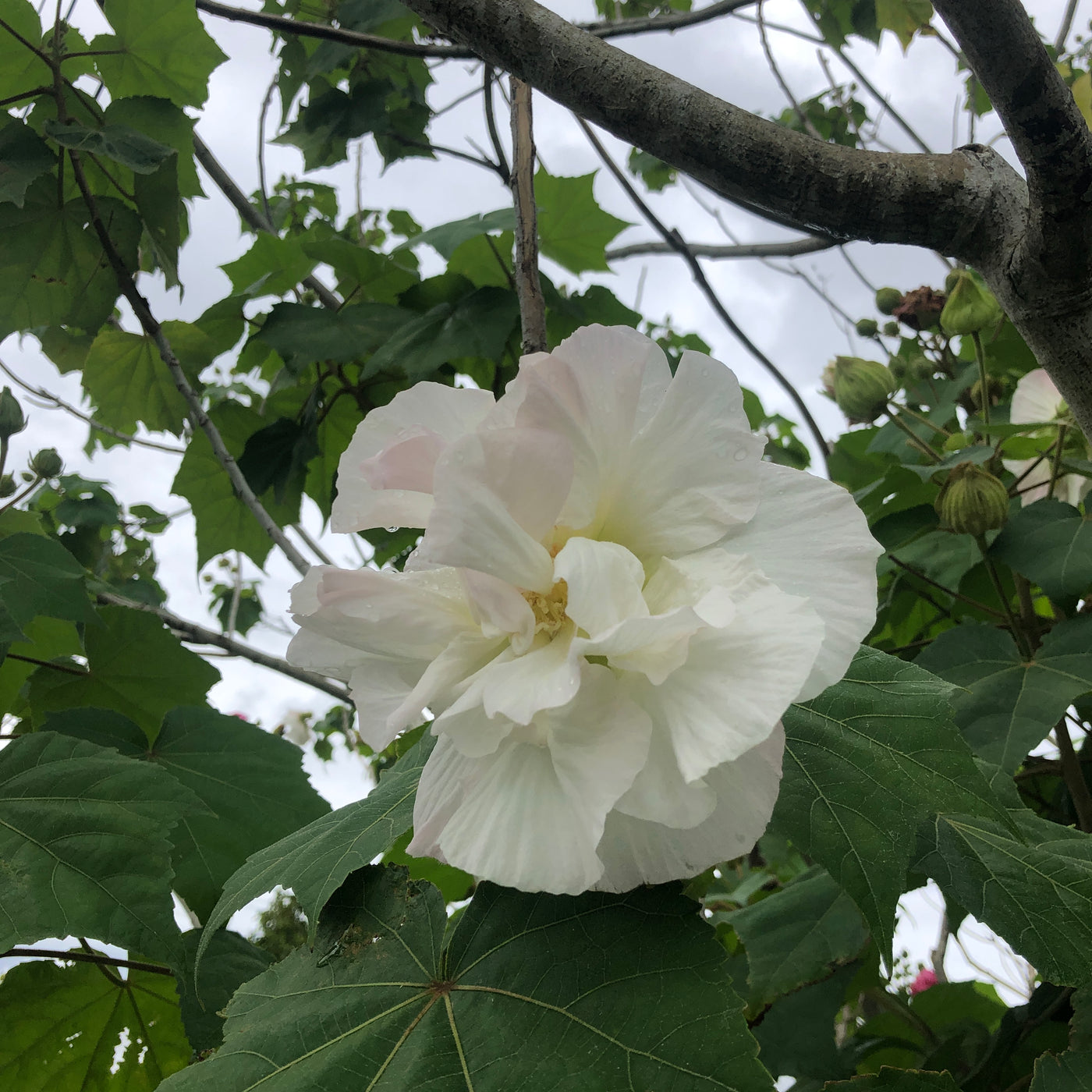 Puriri Lane HIbiscus mutablis | Confederate Rose