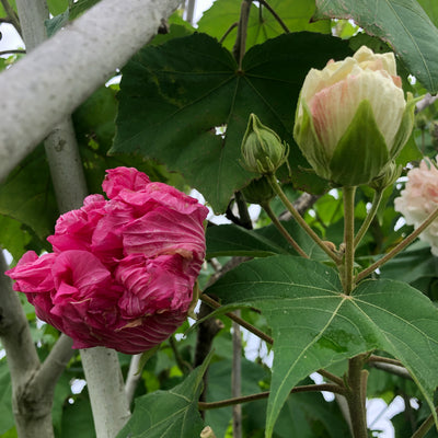 Puriri Lane HIbiscus mutablis | Confederate Rose