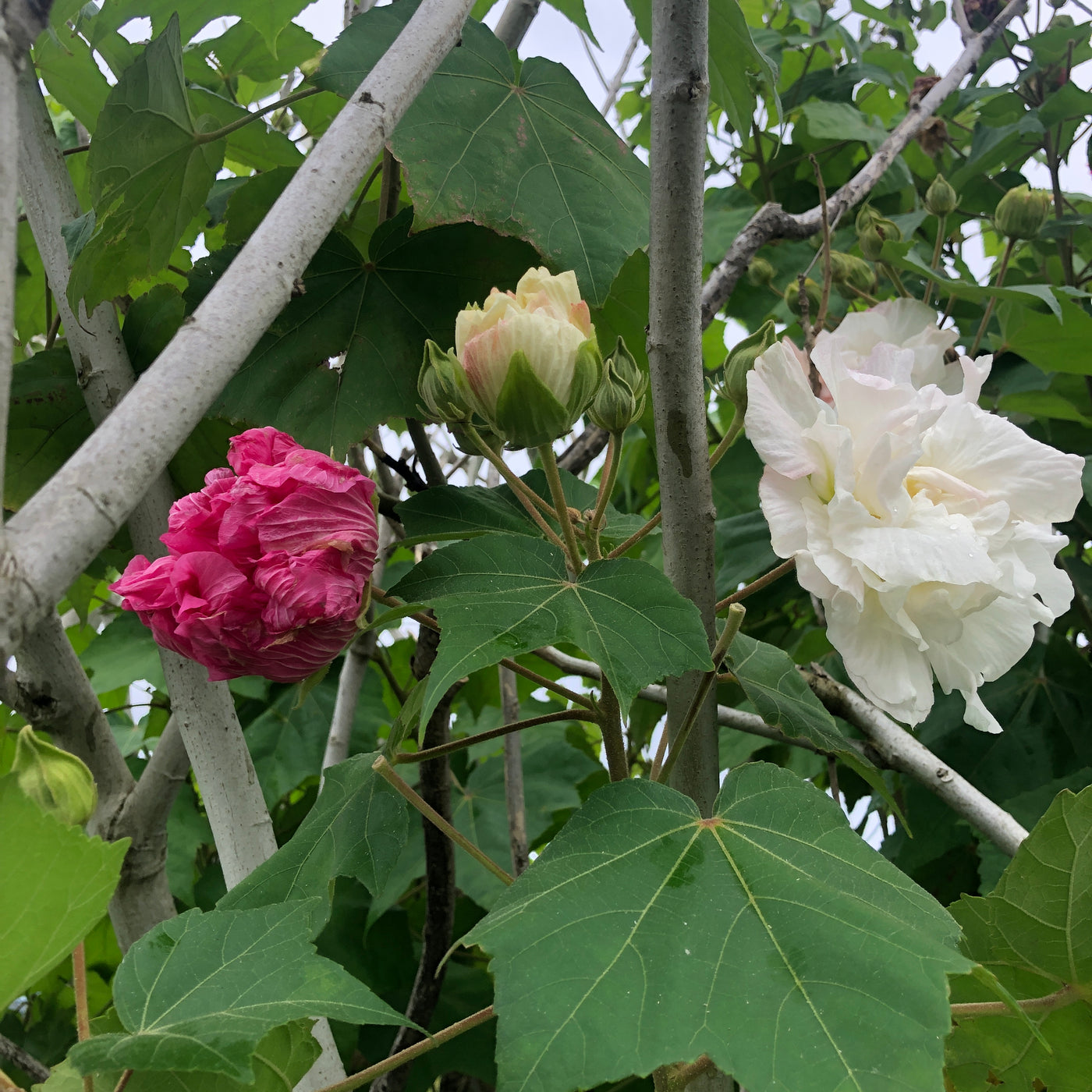 Puriri Lane HIbiscus mutablis | Confederate Rose