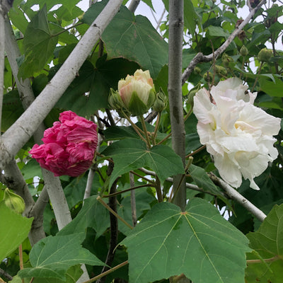 Puriri Lane HIbiscus mutablis | Confederate Rose