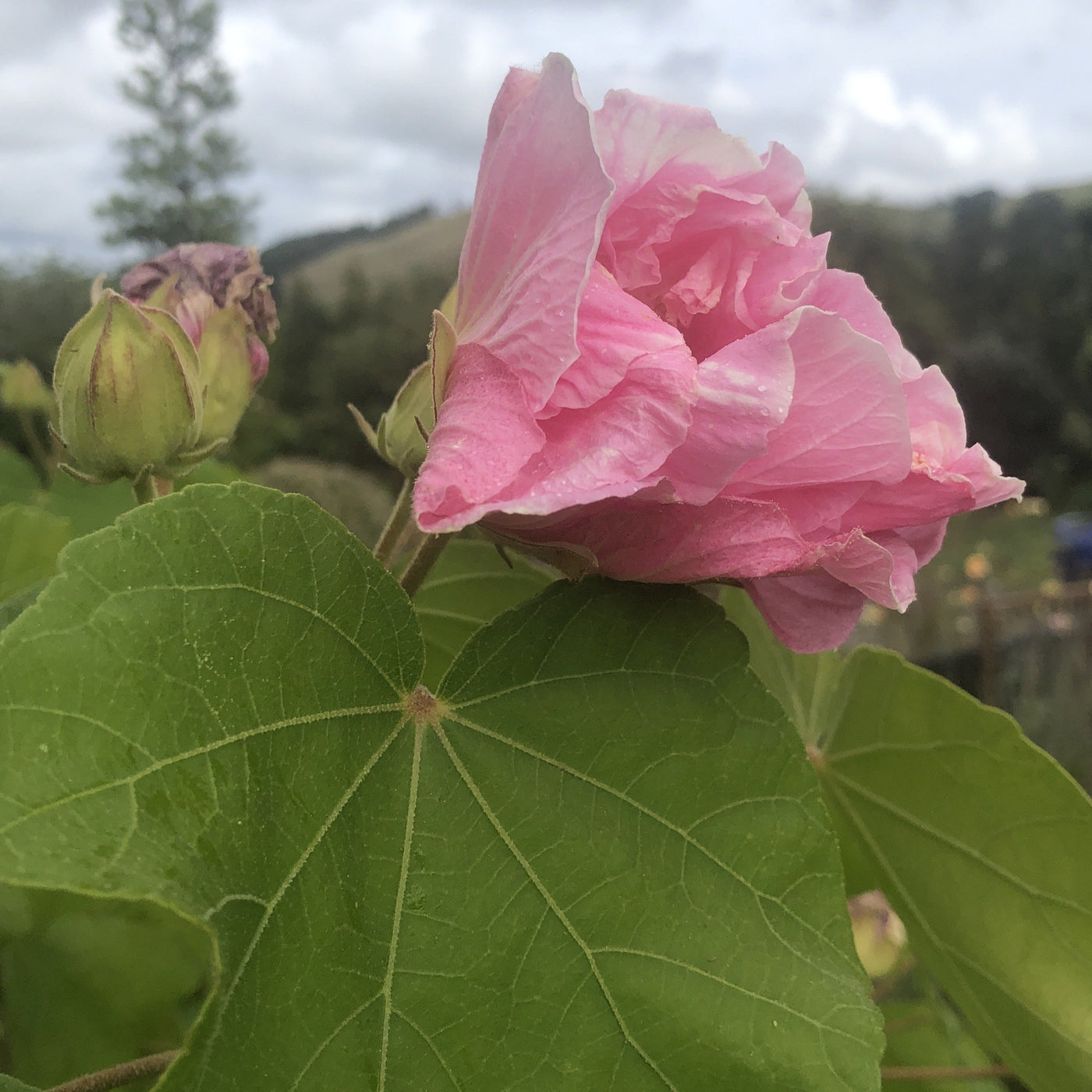 Puriri Lane HIbiscus mutablis | Confederate Rose